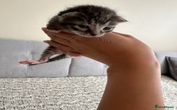 British Shorthair cats for sale: British Short kittens - Image 4