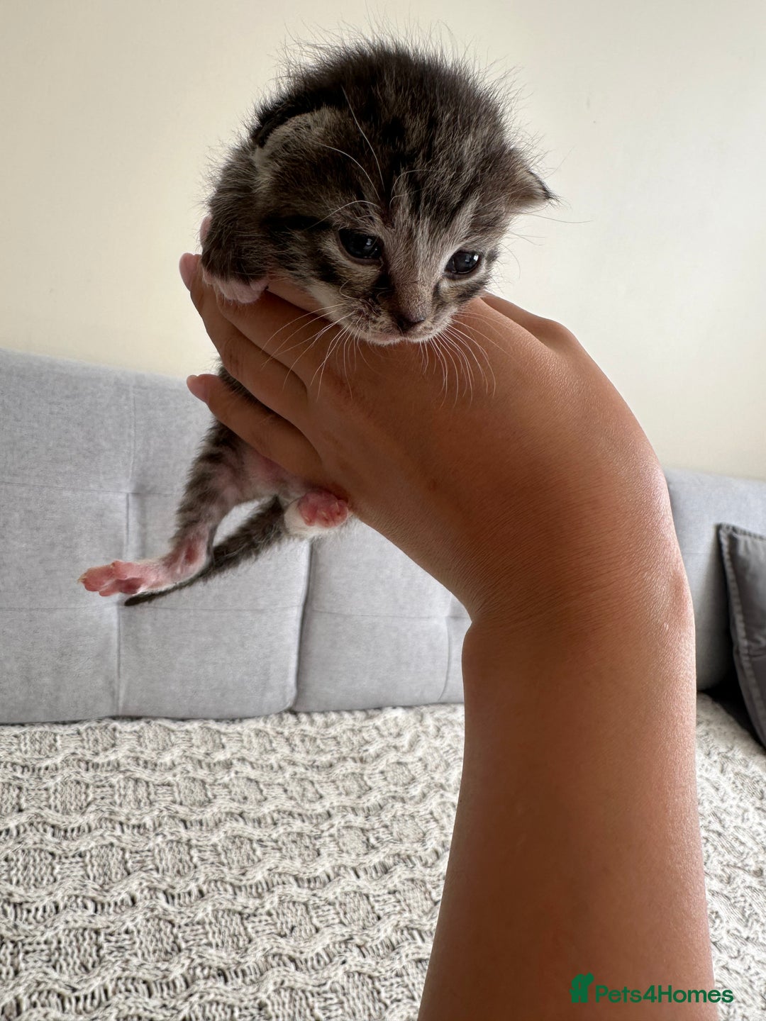 British Shorthair cats for sale: British Short kittens - Image 4