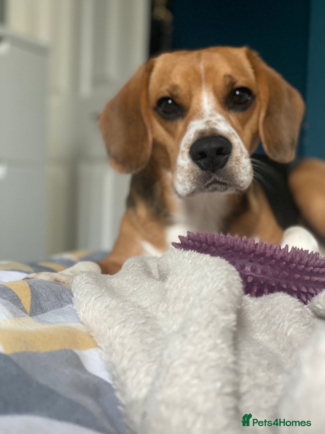 Beagle dogs for stud: Thor  in London - Image 3
