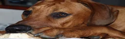 Rhodesian Ridgeback dogs for stud: Beautiful Rhodesian Ridgeback to Stud  in Lightwater - Advert 3