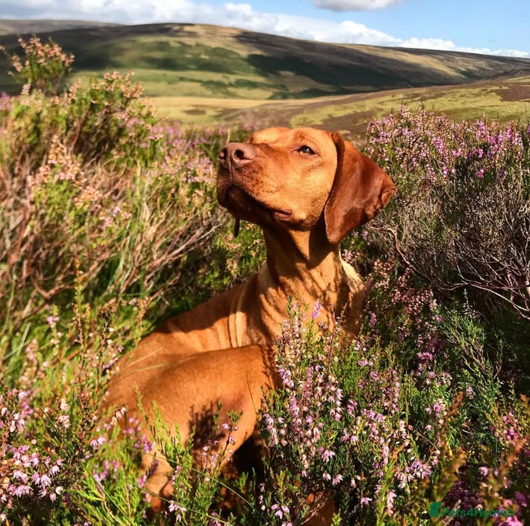 Hungarian Vizsla dogs for sale: Stunning litter of Hungarian Vizsla pups - Advert 11