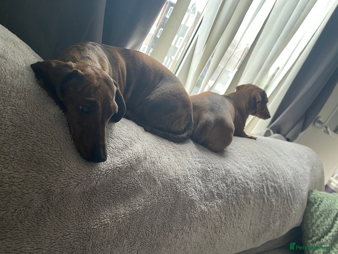 Miniature Dachshund dogs for sale: Rosie and sandy - miniature dachshund  - Image 2