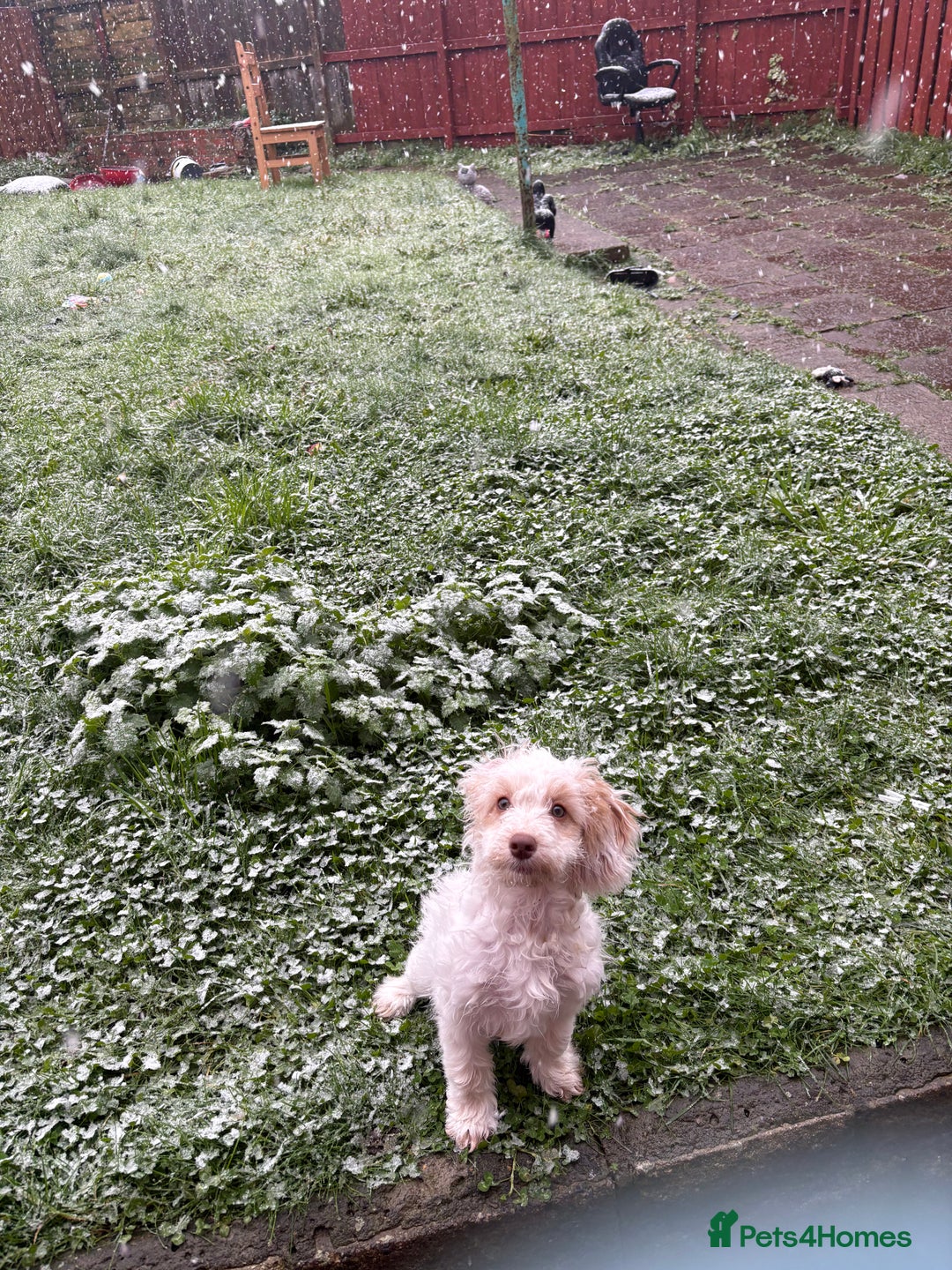 Mixed Breed dogs for sale: Springerpoo puppy  - Advert 3