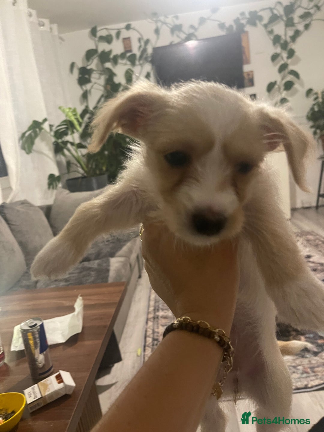 Morkie dogs for sale: Morkie  - Advert 3