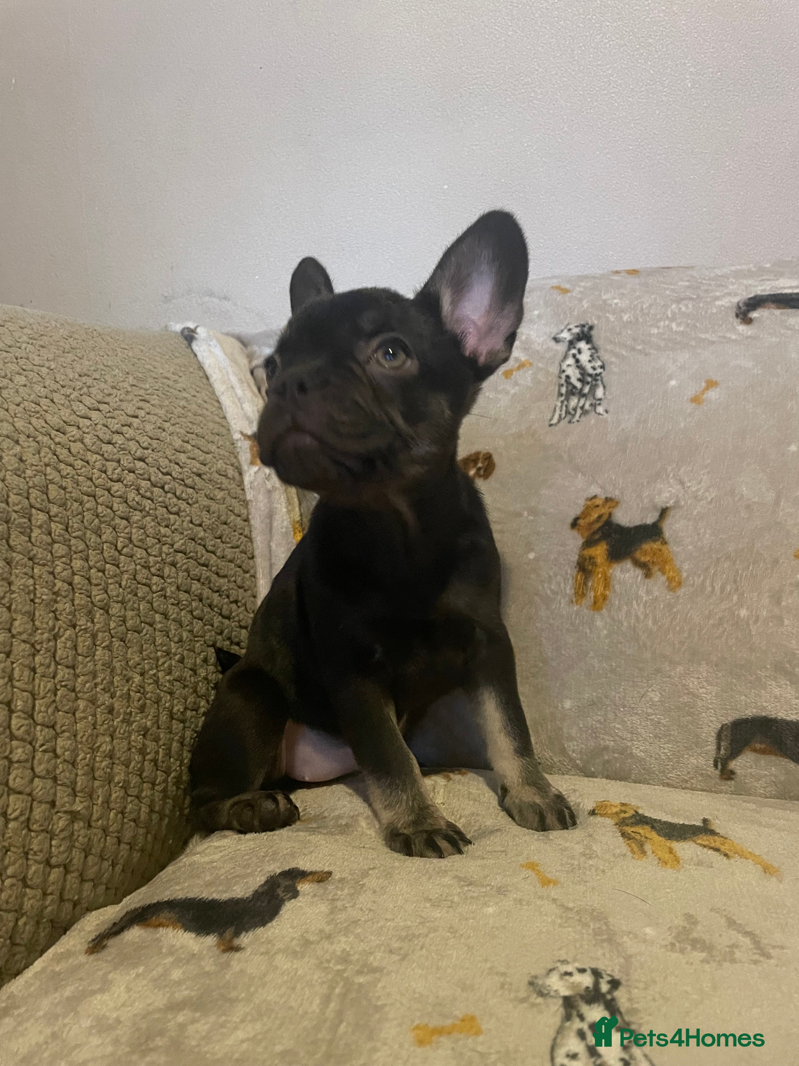 French Bulldog dogs Fully vaccinated females, males vet checked  - Advert 1