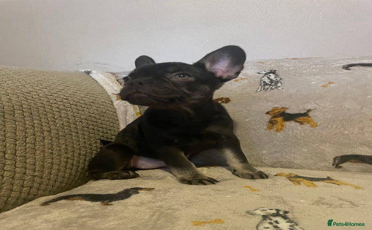 French Bulldog dogs - Advert 1