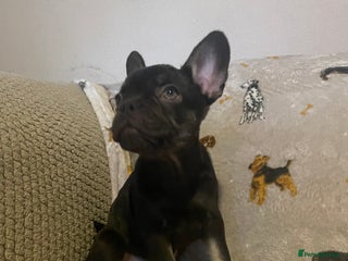 French Bulldog dogs - Advert 25