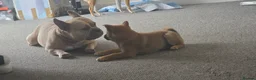 Japanese Shiba Inu dogs for sale: Japan Shiba Inu - Advert 5