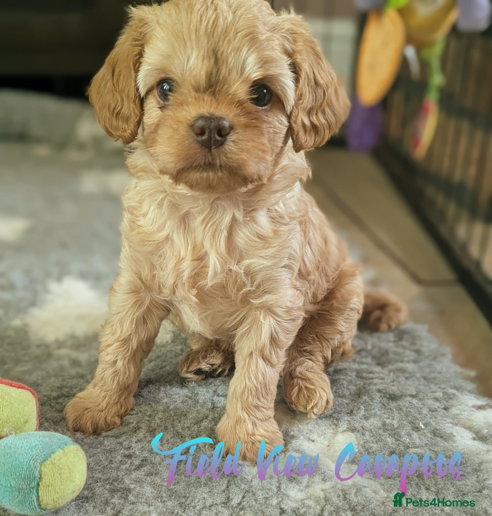 Cavapoo dogs F1 Cavapoo puppies, highly health tested parents  - Advert 2