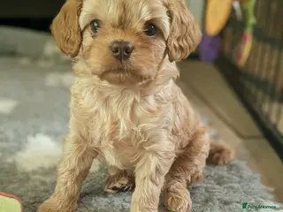 Cavapoo dogs F1 Cavapoo puppies, highly health tested parents - Advert 2