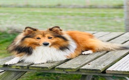 Shetland Sheepdog dogs for stud: Beautiful sable Shetland sheepdog for stud  - Advert 11