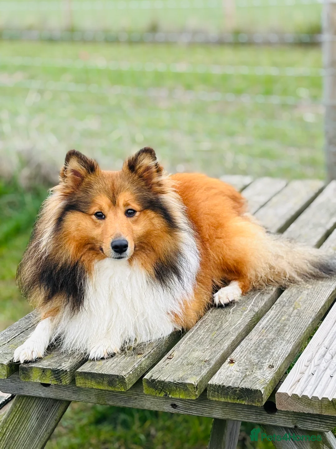 Shetland Sheepdog dogs for stud: Beautiful sable Shetland sheepdog for stud  - Advert 12