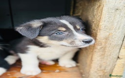 Border Collie dogs for sale: Gorgeous border collie puppies  - Image 7