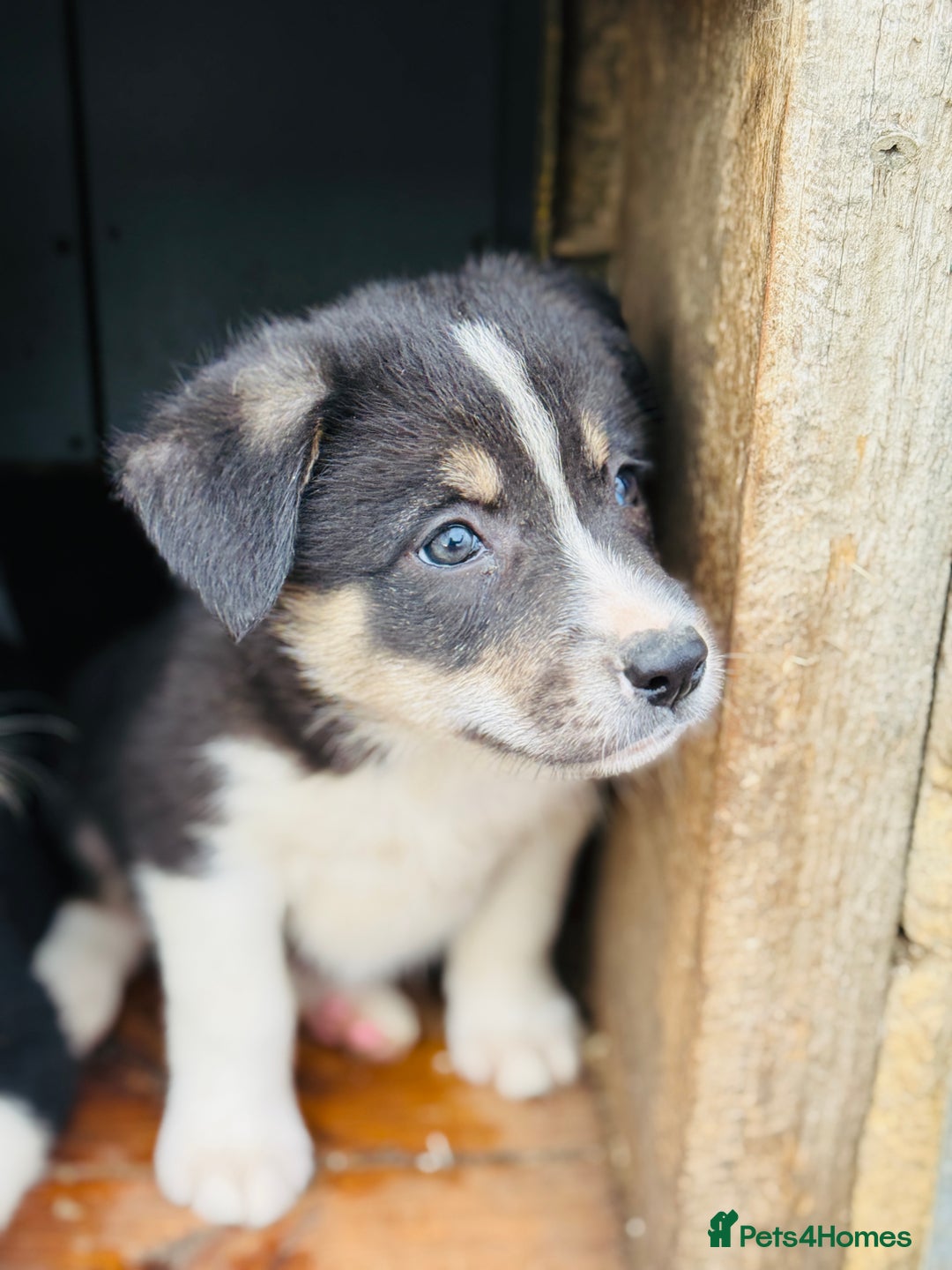 Border Collie dogs for sale: Gorgeous border collie puppies  - Image 7