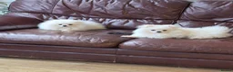 Pomeranian dogs for sale: 2 white poms 17 weeks old 1 boy 1 girl - Advert 3