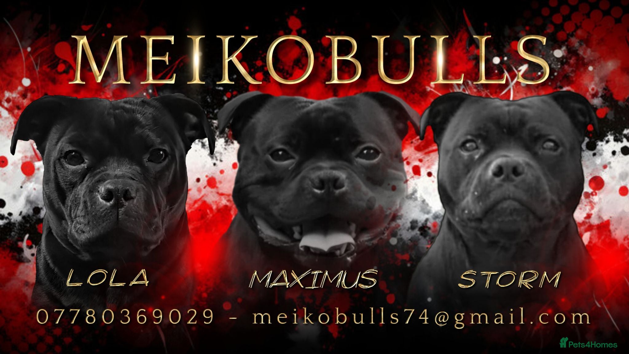 Staffordshire Bull Terrier dogs Outstanding Black Male Staffordshire Bull Terrier - Advert 2