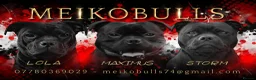 Staffordshire Bull Terrier dogs for sale: Outstanding Black Male Staffordshire Bull Terrier - Advert 2