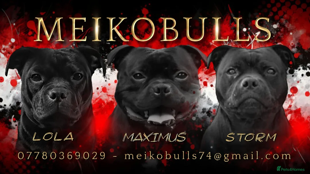 Staffordshire Bull Terrier dogs for sale: Outstanding Black Male Staffordshire Bull Terrier - Advert 2