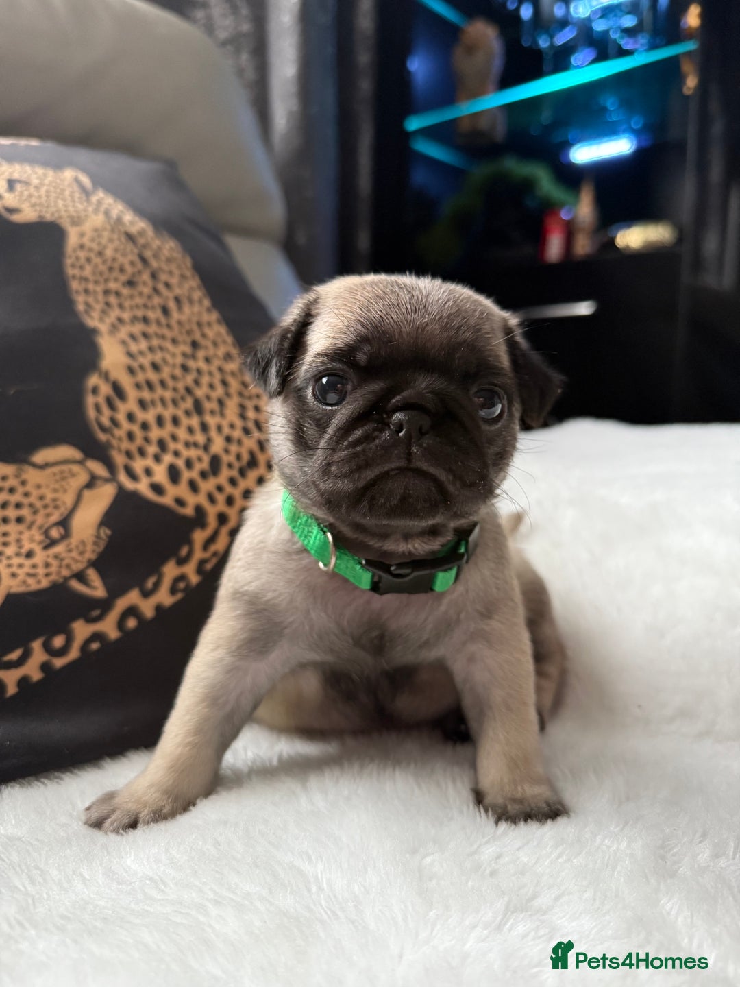 Pug dogs for sale: Cute Pug Puppies Looking for a New Home! ✨ - Advert 12