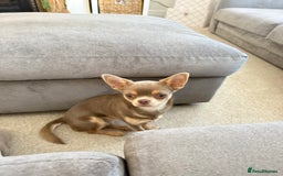 Chihuahua dogs for sale: Reign 9 month old female  - Image 4
