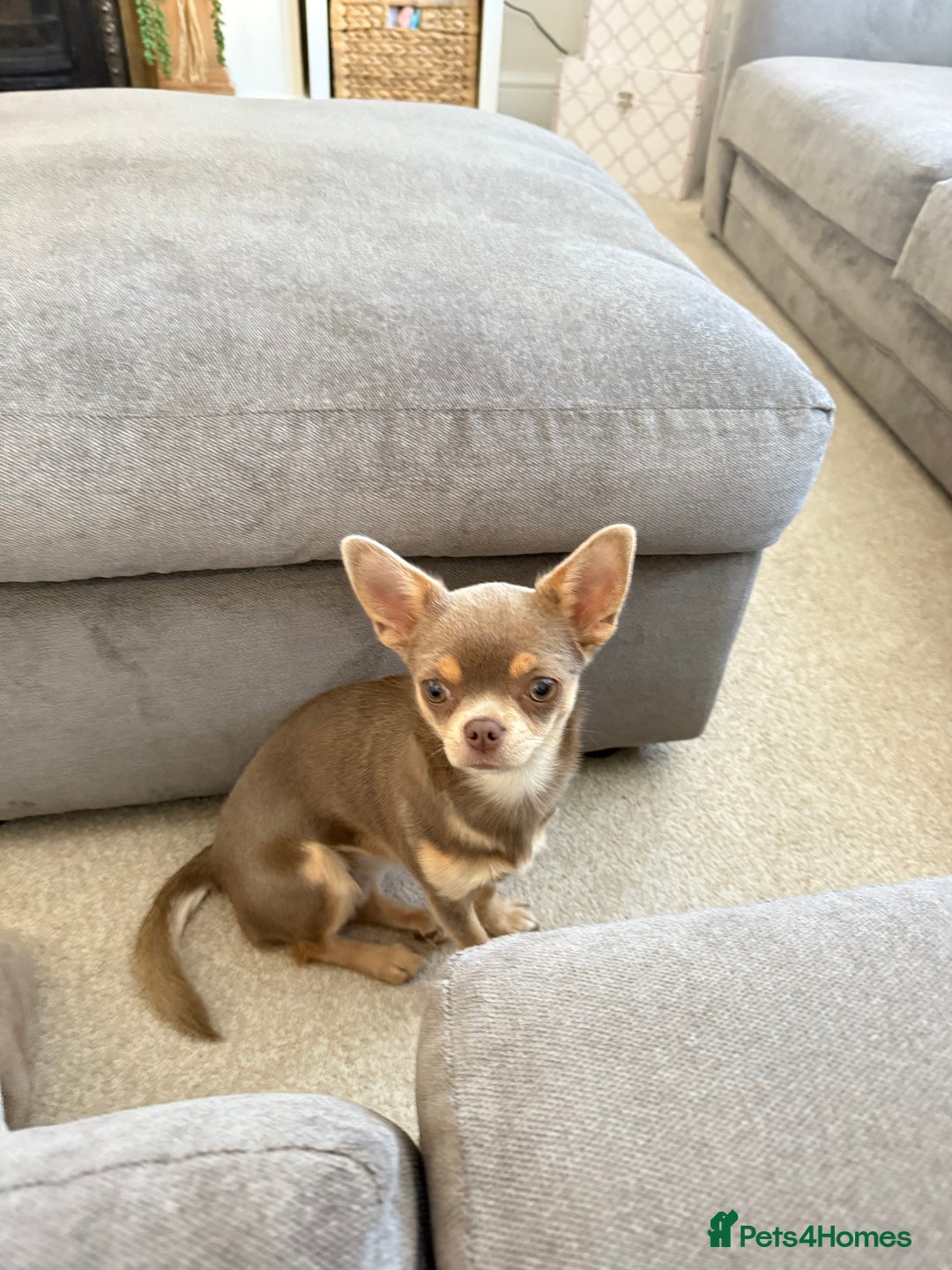 Chihuahua dogs for sale: Reign 9 month old female  - Image 4