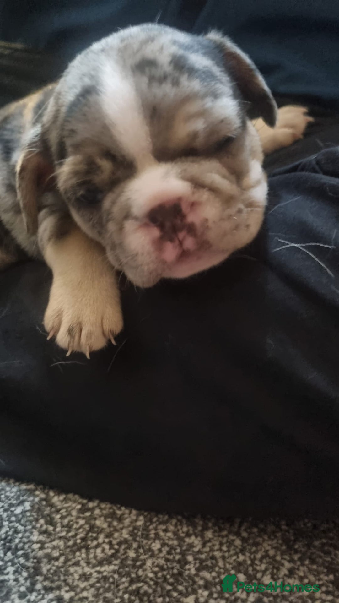 French Bulldog dogs for sale: DWKC Registered Puppies – Health Tested  - Advert 7