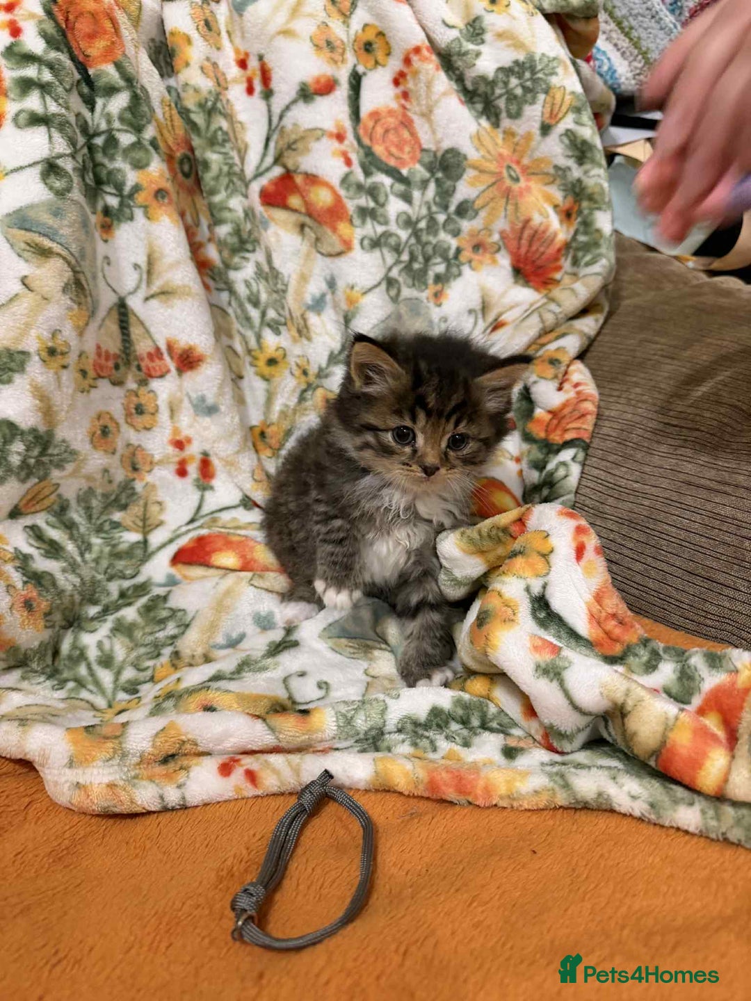 Mixed Breed cats for sale: Long haired fluff balls - Image 4