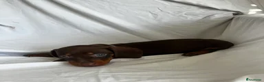 Dachshund 1