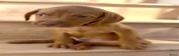 Mixed Breed dogs for sale: Beautiful Staffy/Viszla Puppies for Loving Homes - Advert 10