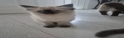 Ragdoll cats for sale: Pure Ragdoll KIttens - Advert 19