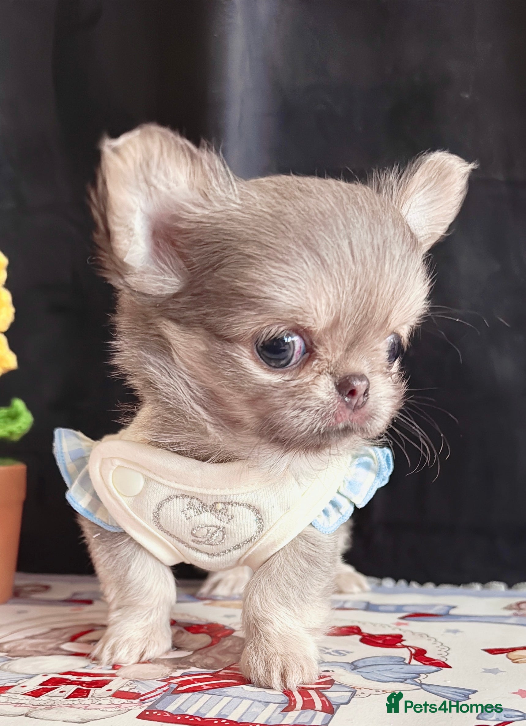 Chihuahua dogs Long haired chihuahuas  - Advert 9