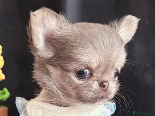 Chihuahua dogs Long haired chihuahuas - Advert 9