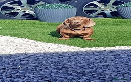 Dachshund dogs for sale: Dachshund  - Image 10