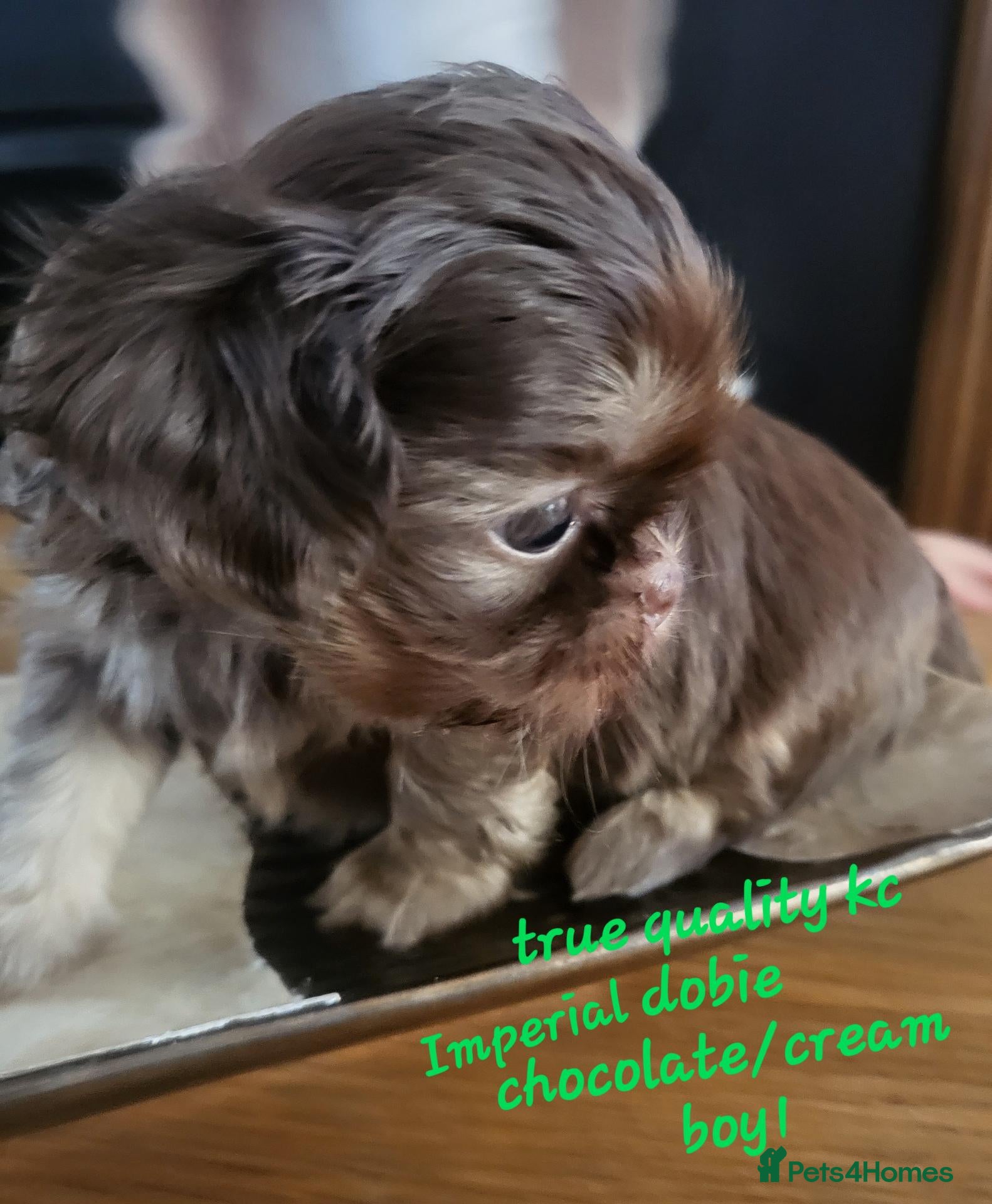 Shih Tzu dogs for sale: Quality dobie kc Imperial shih tzu  - Advert 7