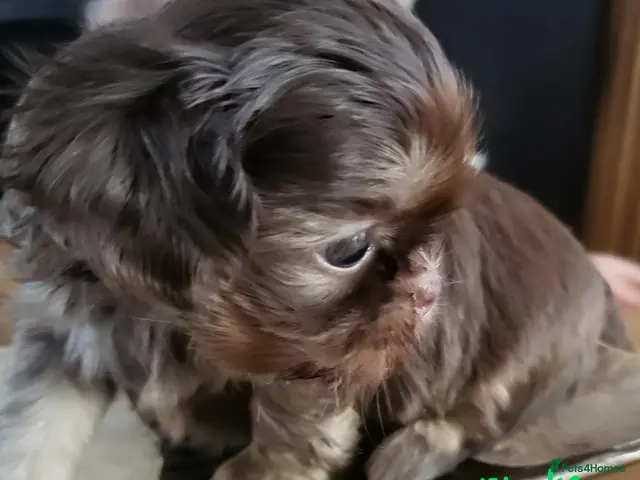 Shih Tzu dogs for sale: Quality dobie kc Imperial shih tzu - Advert 7