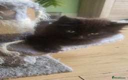 Siberian cats for sale: 6 lovely Siberian kittens  - Image 17