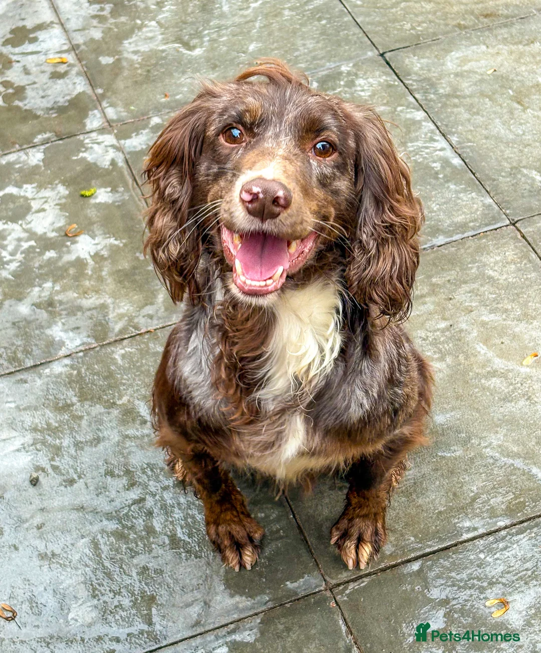 Cocker Spaniel dogs for stud: Merle Cocker Spaniel at stud - DNA tested🧬 in Dudley - Advert 2
