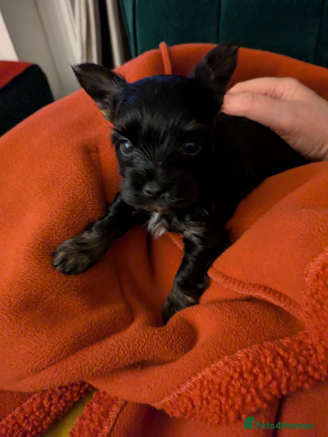 Yorkshire Terrier dogs for sale: York terrier pupyy  - Advert 10