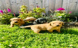 Labradoodle dogs for sale: Stunning miniature Labradoodle  - Image 1