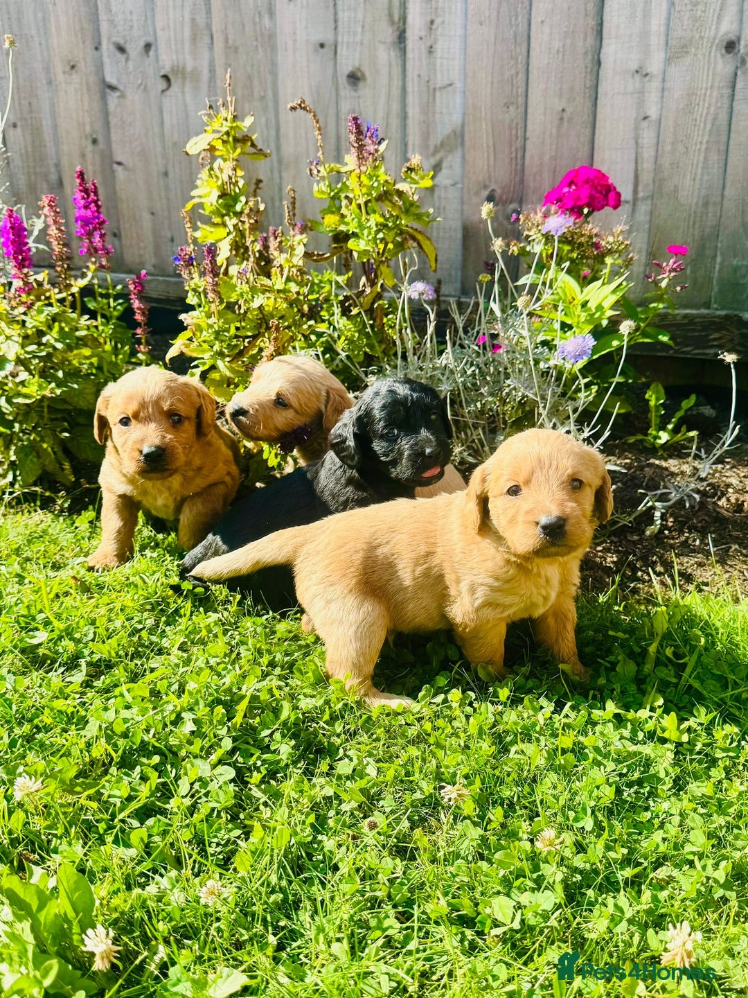 Labradoodle dogs for sale: Stunning miniature Labradoodle  - Image 1