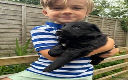 German Shepherd dogs for sale: Stunning top quality German shepherd puppies - Image 15