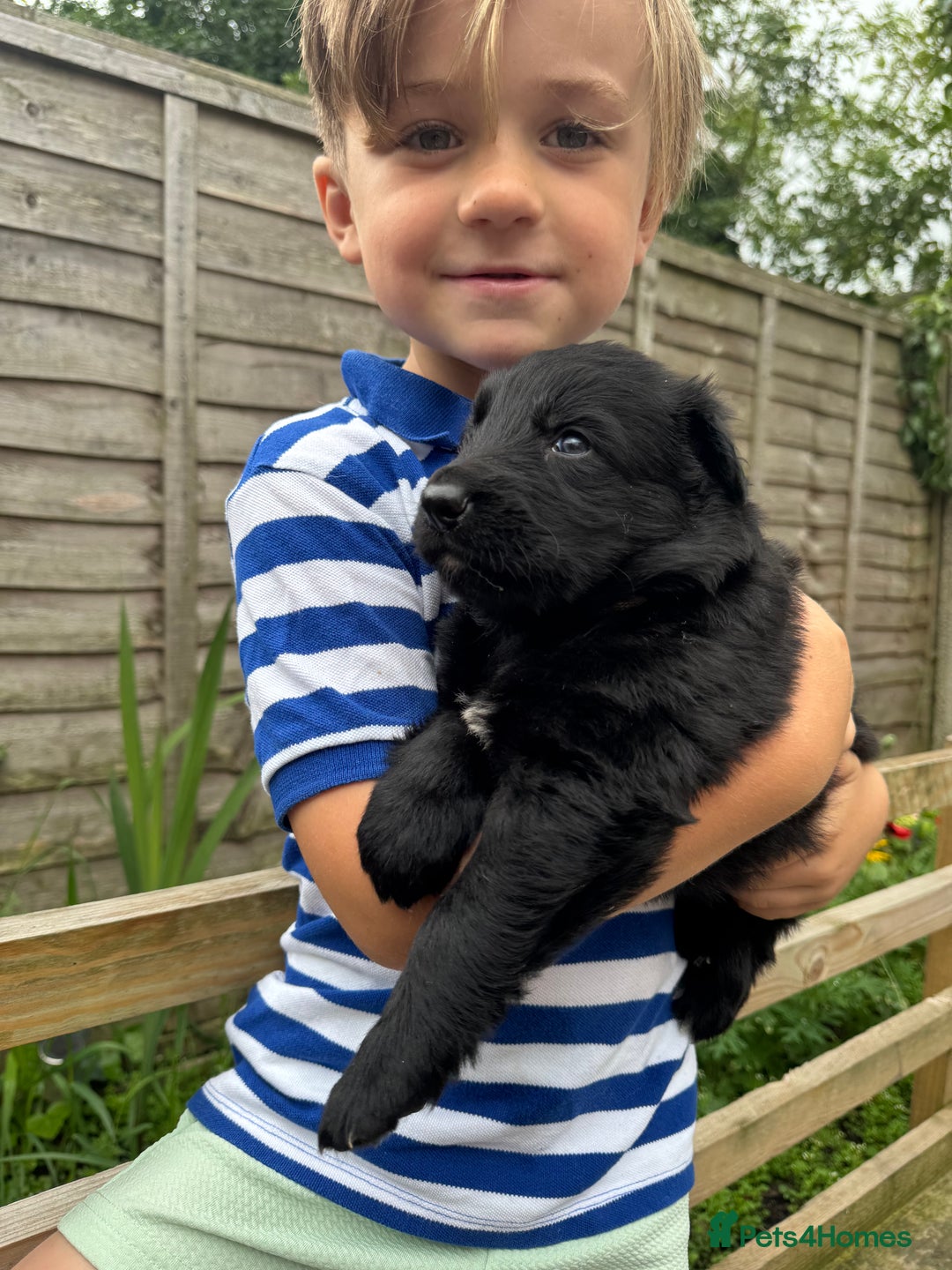 German Shepherd dogs for sale: Stunning top quality German shepherd puppies - Image 15