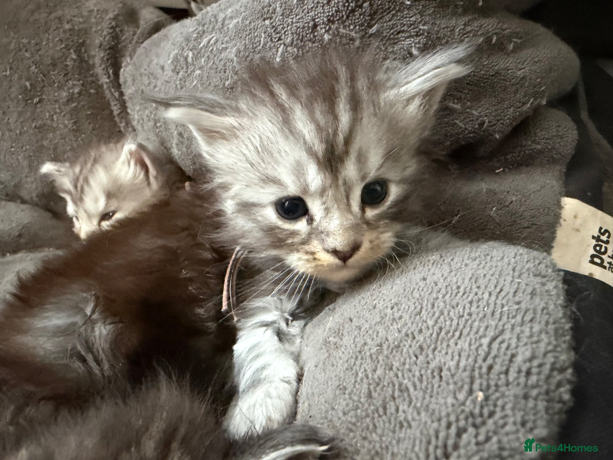 Maine Coon cats Beautiful registered babies - Advert 2