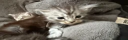 Maine Coon cats for sale: Beautiful registered babies - Advert 8