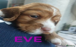 Sprocker dogs for sale: Exceptional working-line puppies for loving homes! - Image 15