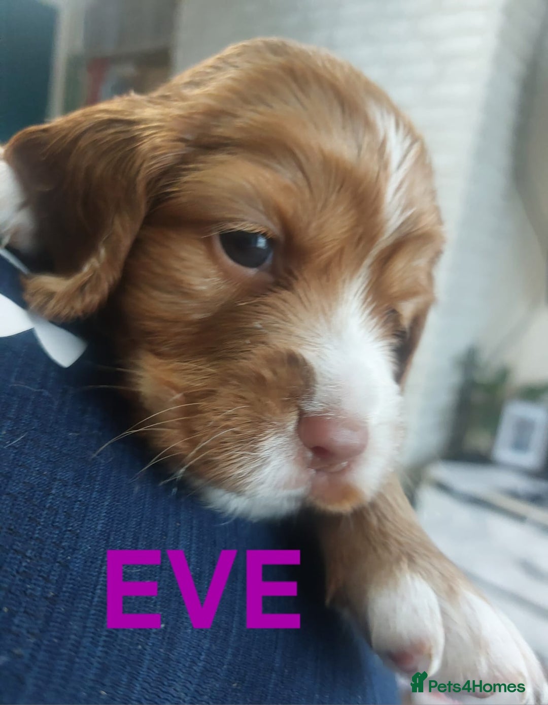 Sprocker dogs for sale: Exceptional working-line puppies for loving homes! - Image 15