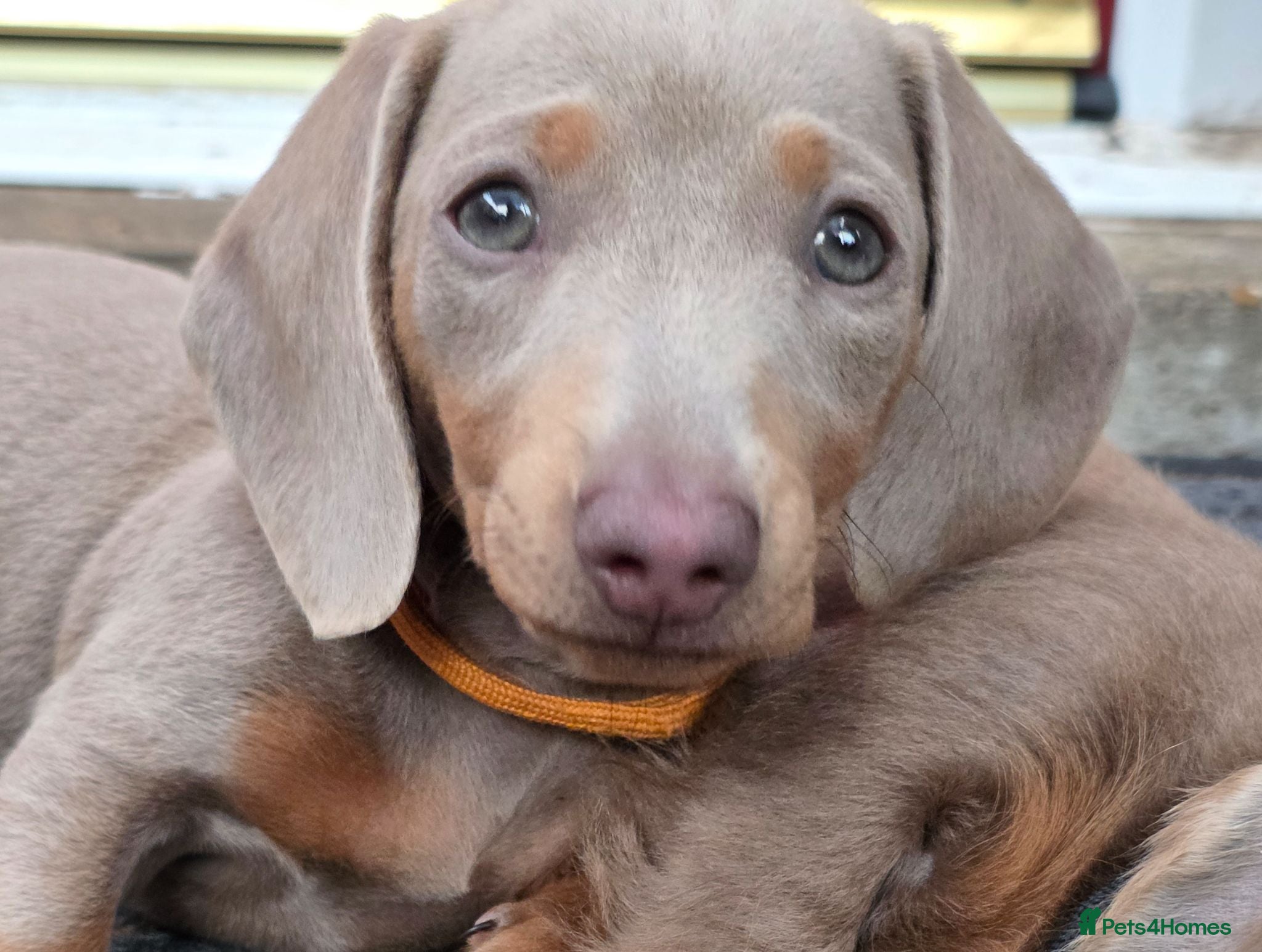 Dachshund dogs READY NOW! 2 Adorable #daschound isabella 🐾 - Advert 17