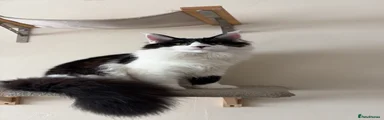 Maine Coon 1