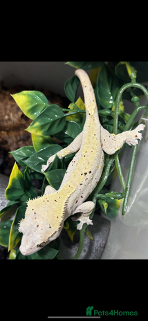 Gecko reptiles - Advert 1