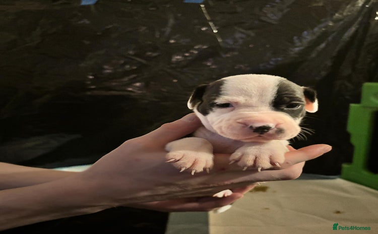 Mixed Breed dogs - Advert 3